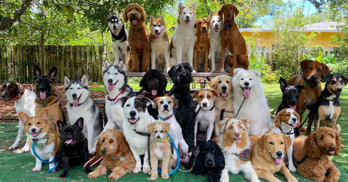 A man has rescued 350 dogs! He discovered these unfortunate animals wandering on the streets, and has given them love and a forever home.