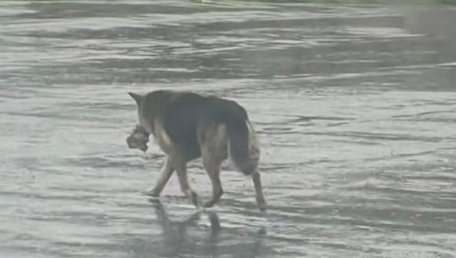 A German Shepherd wanders the streets carrying a toy in its mouth for a deeply heartbreaking reason