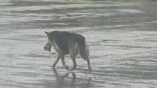 A German Shepherd wanders the streets carrying a toy in its mouth for a deeply heartbreaking reason