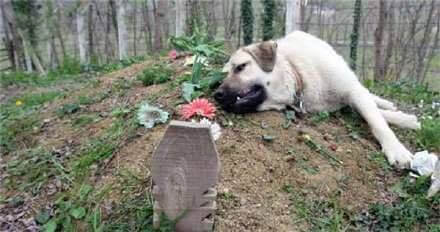 He goes to visit his owner’s grave, and what he does there makes everyone cry.