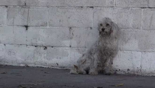 The emotional reaction of a homeless poodle to being rescued brings tears to everyone’s eyes