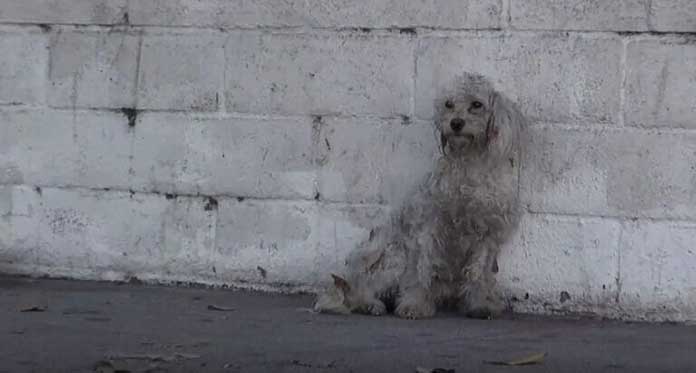 The emotional reaction of a homeless poodle to being rescued brings tears to everyone’s eyes