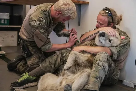 Amidst the chaos of war, a soldier tenderly cares for his wounded canine companion. Their unwavering loyalty and mutual devotion stand as a testament to the resilience of the bond between humans and animals.