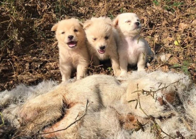 The three dogs were without their mother for many days while they were in the forest.