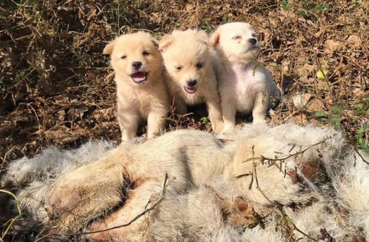 The three dogs were without their mother for many days while they were in the forest.