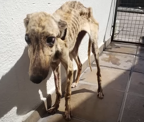 Seeing him having to eat insects to survive broke my heart – it was a pitiful and deeply painful sight to witness