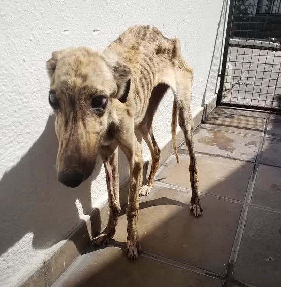 Seeing him having to eat insects to survive broke my heart – it was a pitiful and deeply painful sight to witness