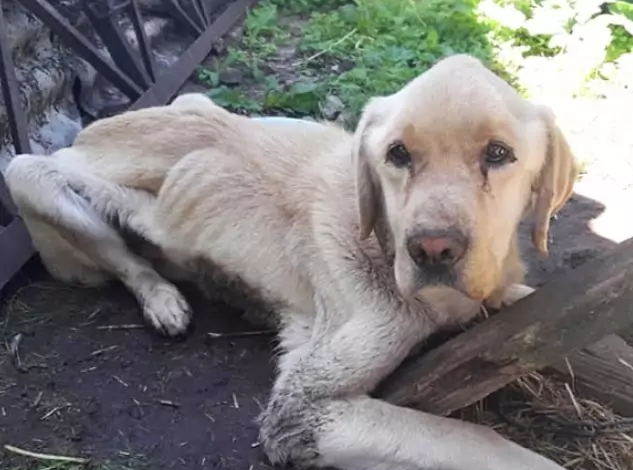 Weak from Hunger and Illness, He Waits for an Absent Owner