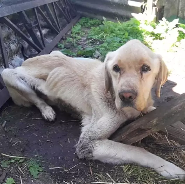 Weak from Hunger and Illness, He Waits for an Absent Owner