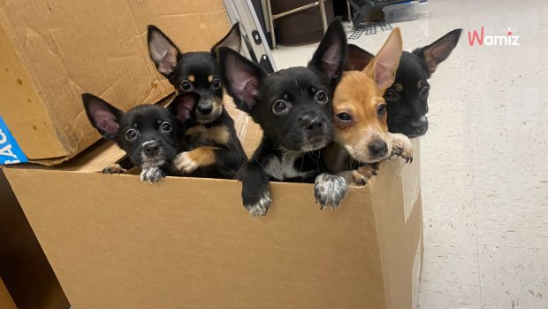 A teacher discovers five puppies at school, and the writing on the box reveals all the details