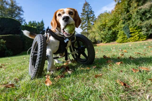 A dog born with three legs has been given a new lease on life thanks to a specially designed wheelchair for dogs.