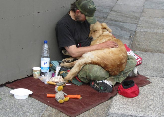 The unwavering loyalty of a devoted dog, who remains faithfully by his homeless owner’s side through every hardship, has touched millions worldwide. This poignant story vividly demonstrates the indestructible bond between humans and their canine companions.