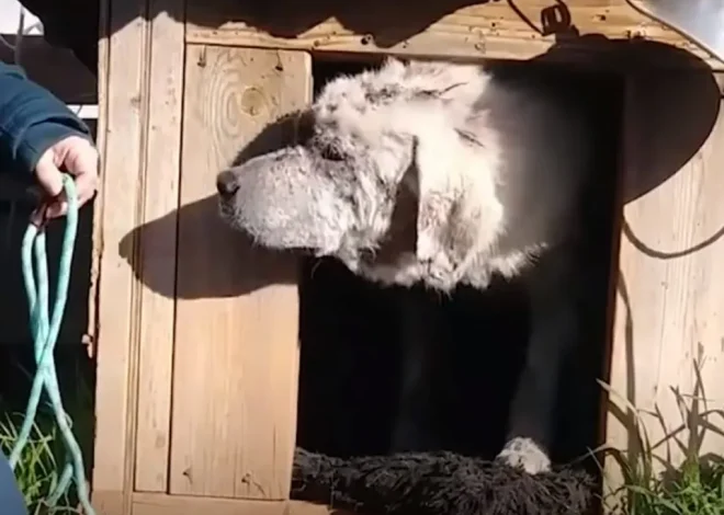 A Beloved Dog, Abandoned and Left Behind in His Doghouse, Discovers a Loving New Family