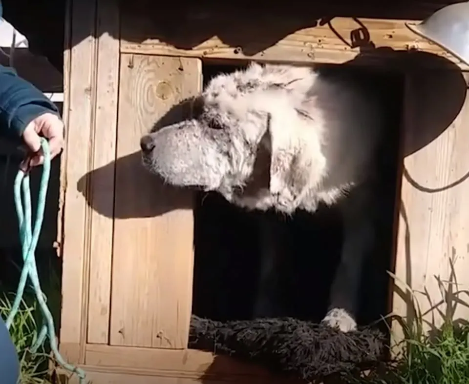 A Beloved Dog, Abandoned and Left Behind in His Doghouse, Discovers a Loving New Family