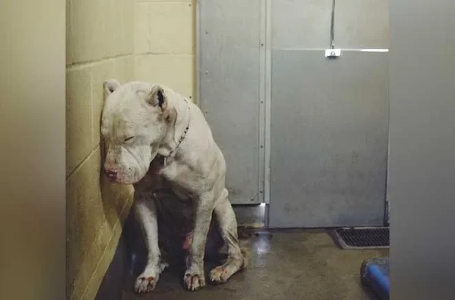 The life of a depressed rescue dog was saved after a photo of the dog went viral on social media