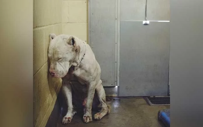 The life of a depressed rescue dog was saved after a photo of the dog went viral on social media