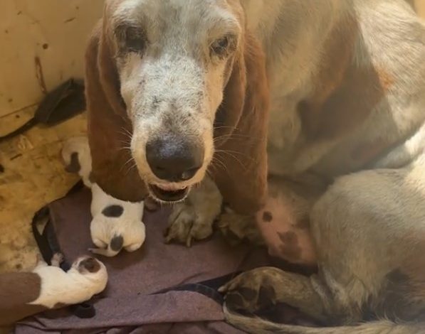 A stray dog that was forced to give birth in the pouring rain is now finally safe with her puppies.