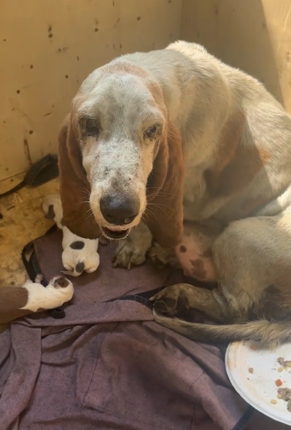 A stray dog that was forced to give birth in the pouring rain is now finally safe with her puppies.