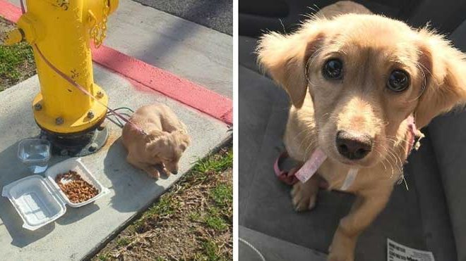 The Heartwarming Rescue and Transformation Story of an Abandoned Puppy That Will Touch Your Heart