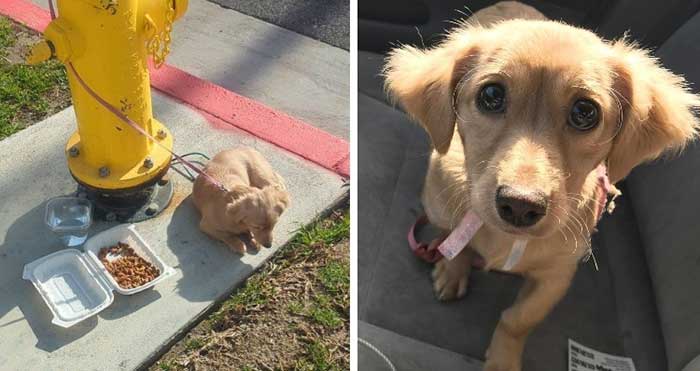 The Heartwarming Rescue and Transformation Story of an Abandoned Puppy That Will Touch Your Heart