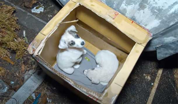 Tiny puppies neglected and left without love, abandoned in a cardboard box near the garbage