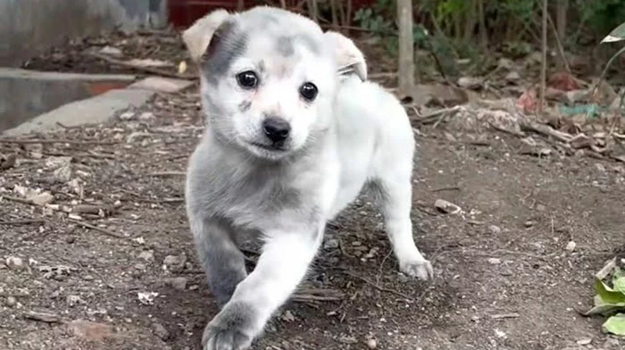 A Puppy Limps Towards a Woman Asking for Food, and She Ends Up Giving Him Much More