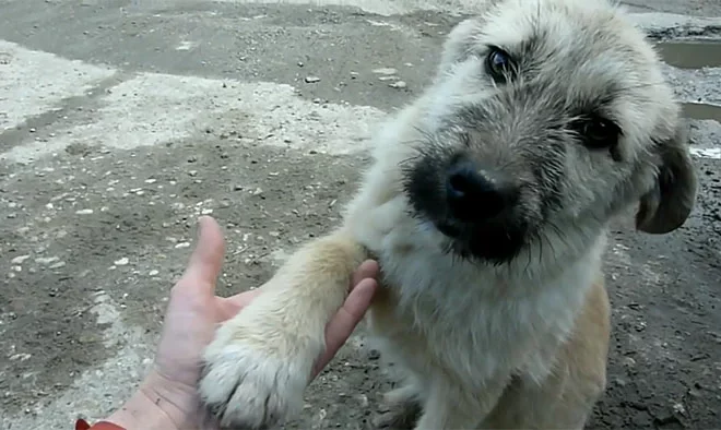 Puppy Abandoned on a Bustling Street Reaches Out with His Paw, Begging for Assistance