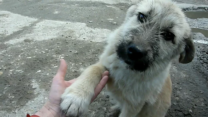 Puppy Abandoned on a Bustling Street Reaches Out with His Paw, Begging for Assistance