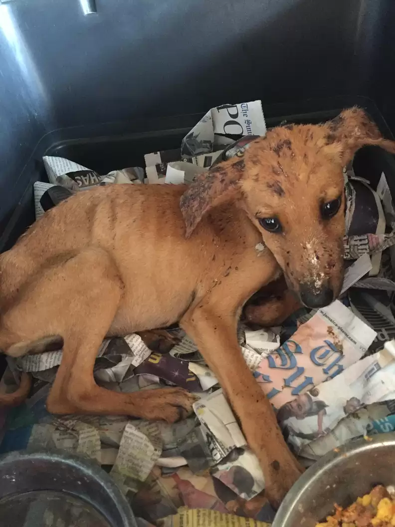 The heartwarming image of a homeless dog crossing its legs and making adorable gestures to ask a man for food has deeply touched social media users.