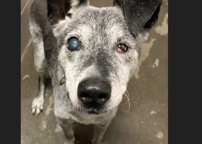 Elderly Dog Finally Finds a Permanent Home After Being Surrendered at the Age of 19