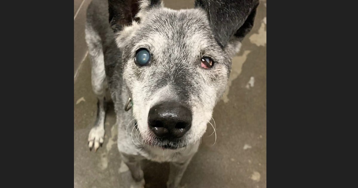 Elderly Dog Finally Finds a Permanent Home After Being Surrendered at the Age of 19