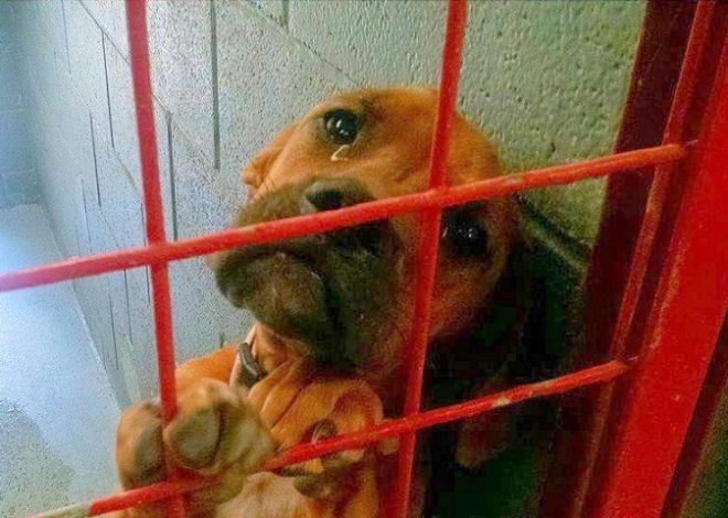 Dog ‘Cried’ Throughout the Night as No One Chose Her; Shelter Shares Her Photo as a ‘Last Resort’