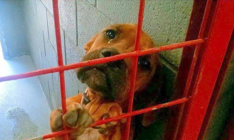 Dog ‘Cried’ Throughout the Night as No One Chose Her; Shelter Shares Her Photo as a ‘Last Resort’