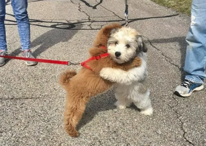 Nico, a small puppy rescued from a shelter, ran over 6 kilometers to reunite with a beloved companion she met on the street. This incredible journey showcased her remarkable determination and loyalty.