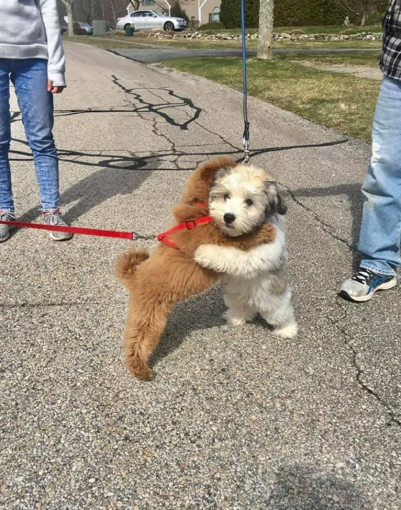 Nico, a small puppy rescued from a shelter, ran over 6 kilometers to reunite with a beloved companion she met on the street. This incredible journey showcased her remarkable determination and loyalty.