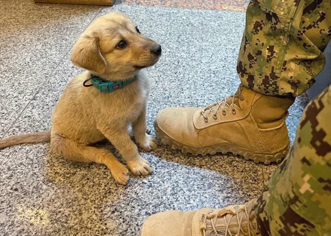 A stray puppy wanders into a naval base and finds himself the owner he has always dreamed of.