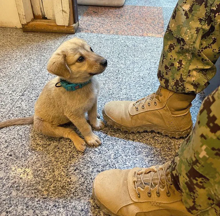 A stray puppy wanders into a naval base and finds himself the owner he has always dreamed of.