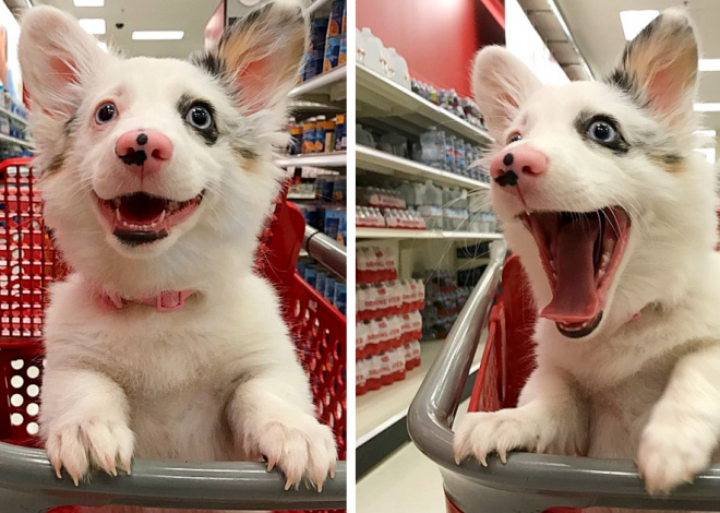 This dog exudes an unmistakable sense of pure joy while engaging in his “shopping” spree at Target, and his adorable smile gained widespread fame on Twitter.