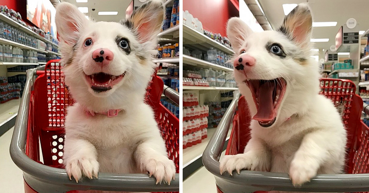 This dog exudes an unmistakable sense of pure joy while engaging in his “shopping” spree at Target, and his adorable smile gained widespread fame on Twitter.