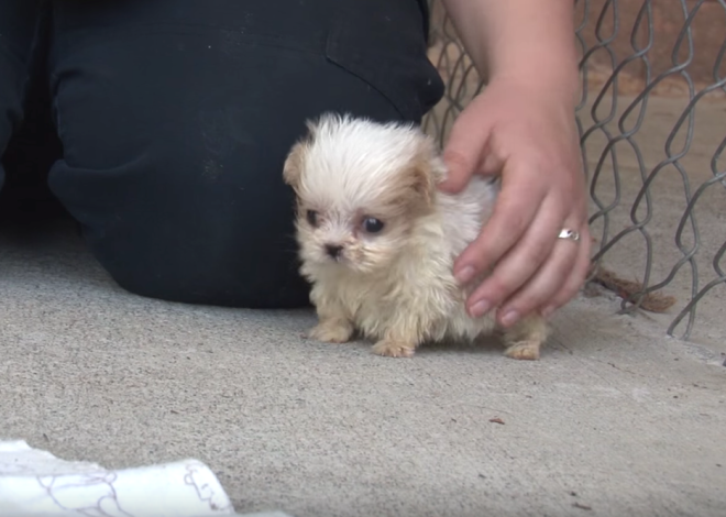 A tiny pup rescued from a puppy mill was introduced to a new friend to begin his brand new life.