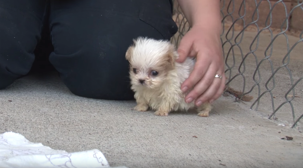 A tiny pup rescued from a puppy mill was introduced to a new friend to begin his brand new life.