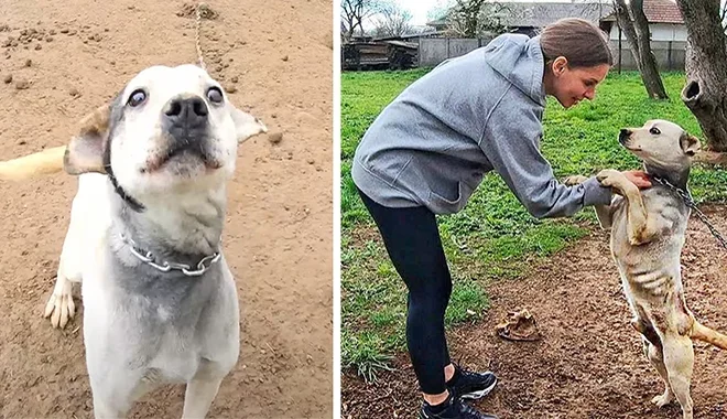 Dog That Spent Its Entire Life Chained Up Grabs onto Rescuer’s Hand