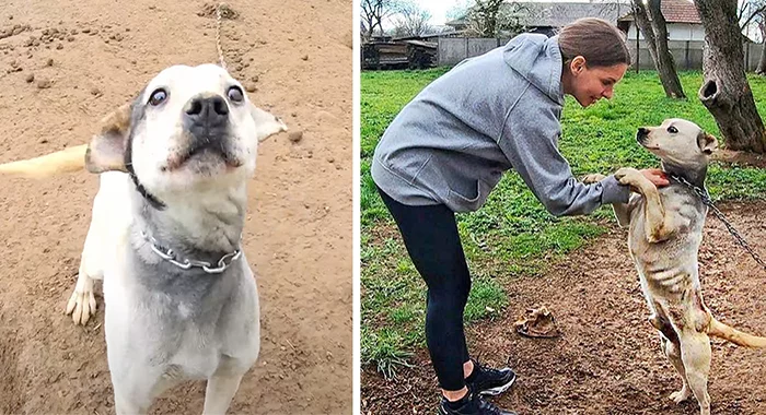 Dog That Spent Its Entire Life Chained Up Grabs onto Rescuer’s Hand