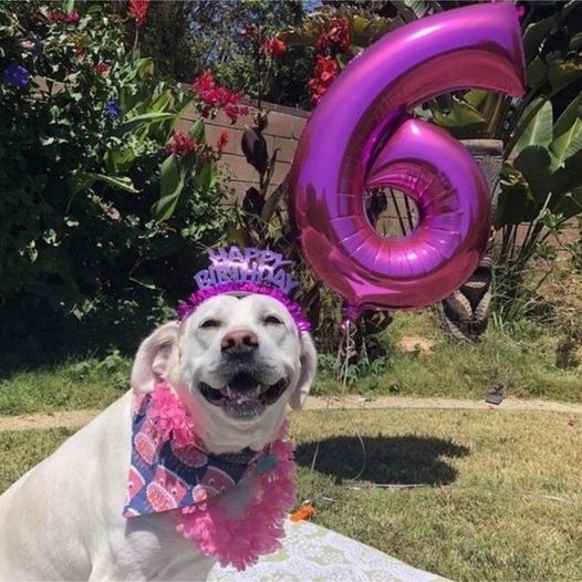 Wishing a very happy 6th birthday to this adorable girl!  Let’s shower her with our best wishes and give her a like. Her smile is truly heart-melting! ✨