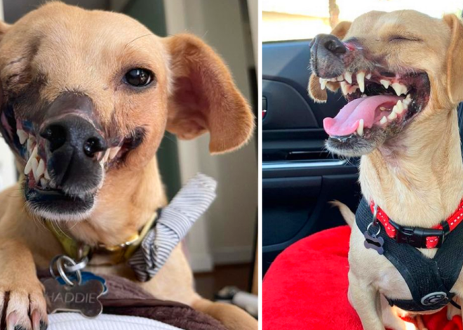 From Harrowing Origins to Uplifting Renewal: The Remarkable Journey of a Resilient Dog Who Discovered Healing in a Caring Home