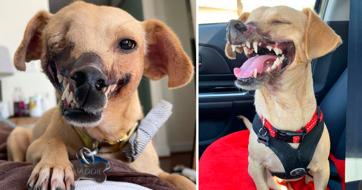 From Harrowing Origins to Uplifting Renewal: The Remarkable Journey of a Resilient Dog Who Discovered Healing in a Caring Home