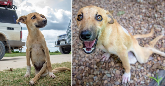 Paralyzed Puppy Crawls Across Botswana in Search of Help, and Fortune Finally Smiles Upon Her