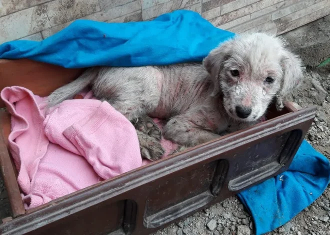 From Fear to Strength: The Miraculous Journey of a Puppy After Being Abandoned