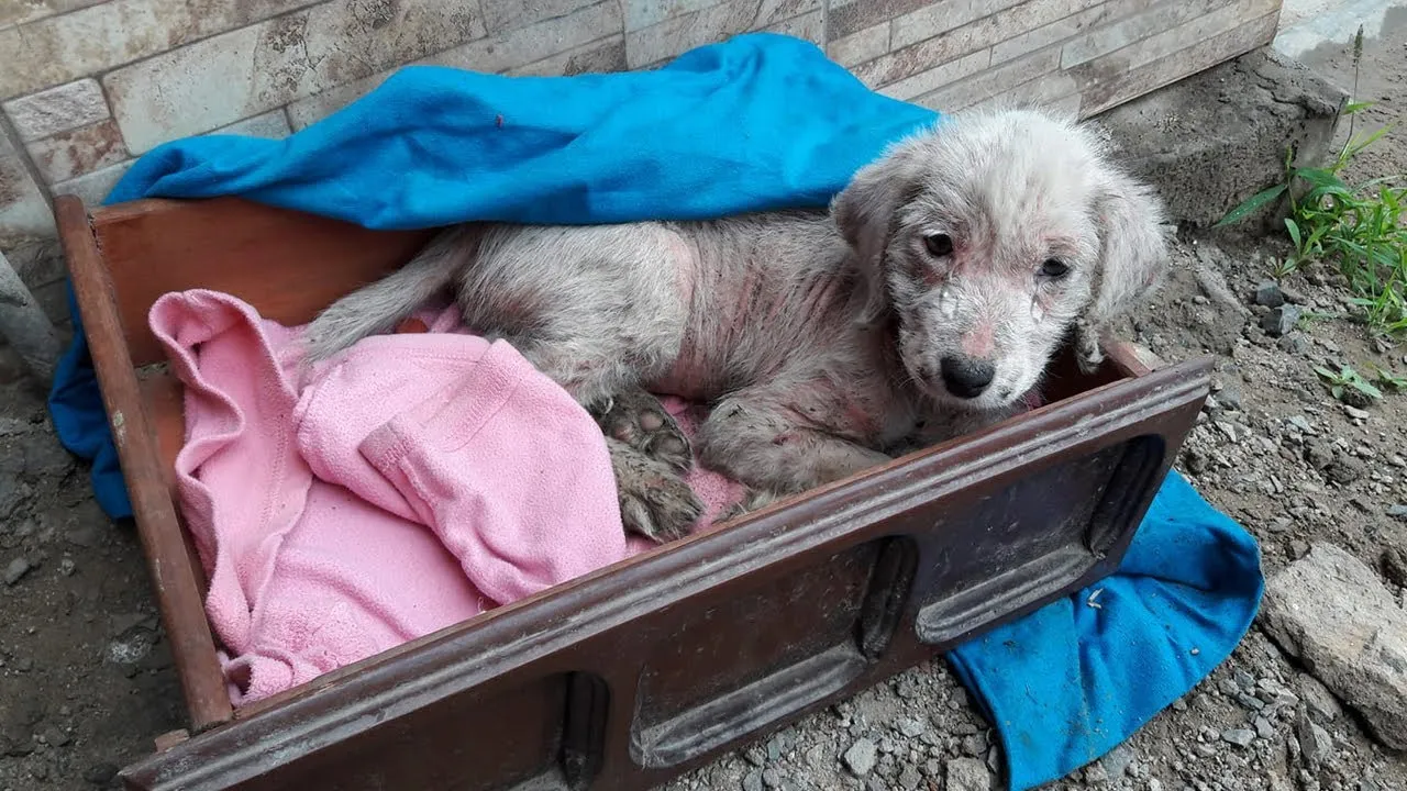 From Fear to Strength: The Miraculous Journey of a Puppy After Being Abandoned