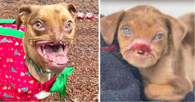 He was bitten by his mother, yet today he is the happiest he has ever been. Uncover the remarkable history of the world’s ugliest dog